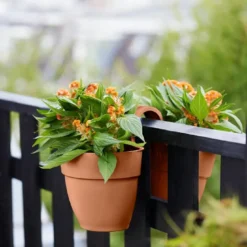 Elho Vibia Campana Flower Twin 21 Terra -Aanbiedingen Bloei Tuin Winkel elho vibia campana flower twin 21 terra 683x1024 6427f1f4698f1 l