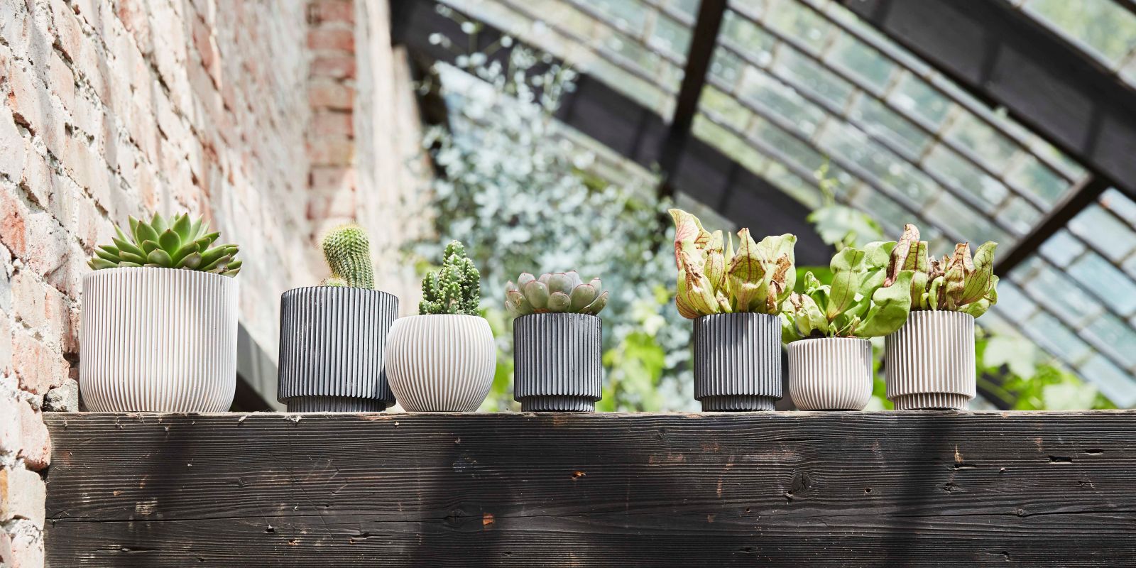 Aanbiedingen Bloei Tuin Winkel -Aanbiedingen Bloei Tuin Winkel 3